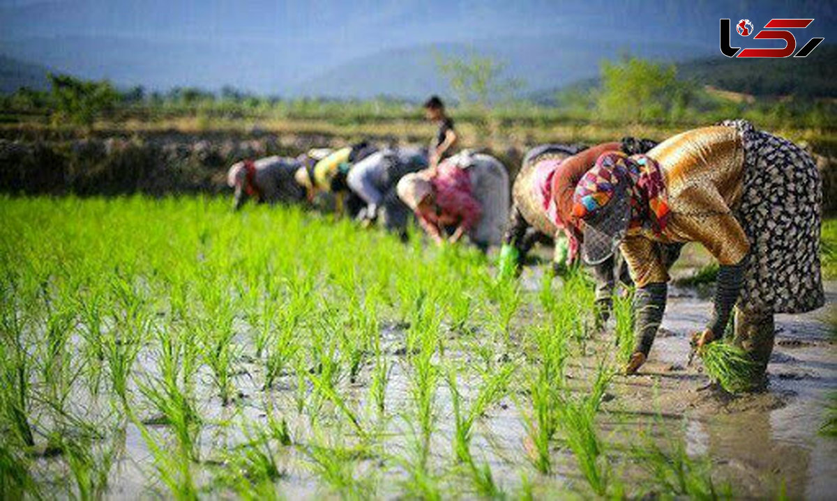 کشت برنج در هرسین ممنوع است