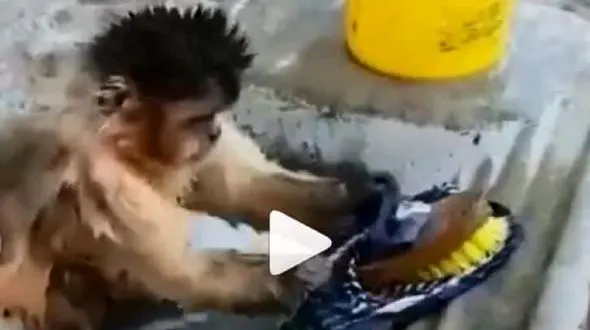 فیلم جالب از میمون باهوشی که عاشقانه لباس می شست