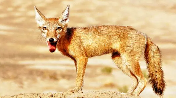 لانه روباه ترکمنی کمیاب زیر چرخ‌های توسعه صنعتی و بی تفاوتی سازمان محیط زیست + فیلم