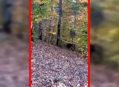 فیلم ثبت تصویری خرس در طبیعت مازندران