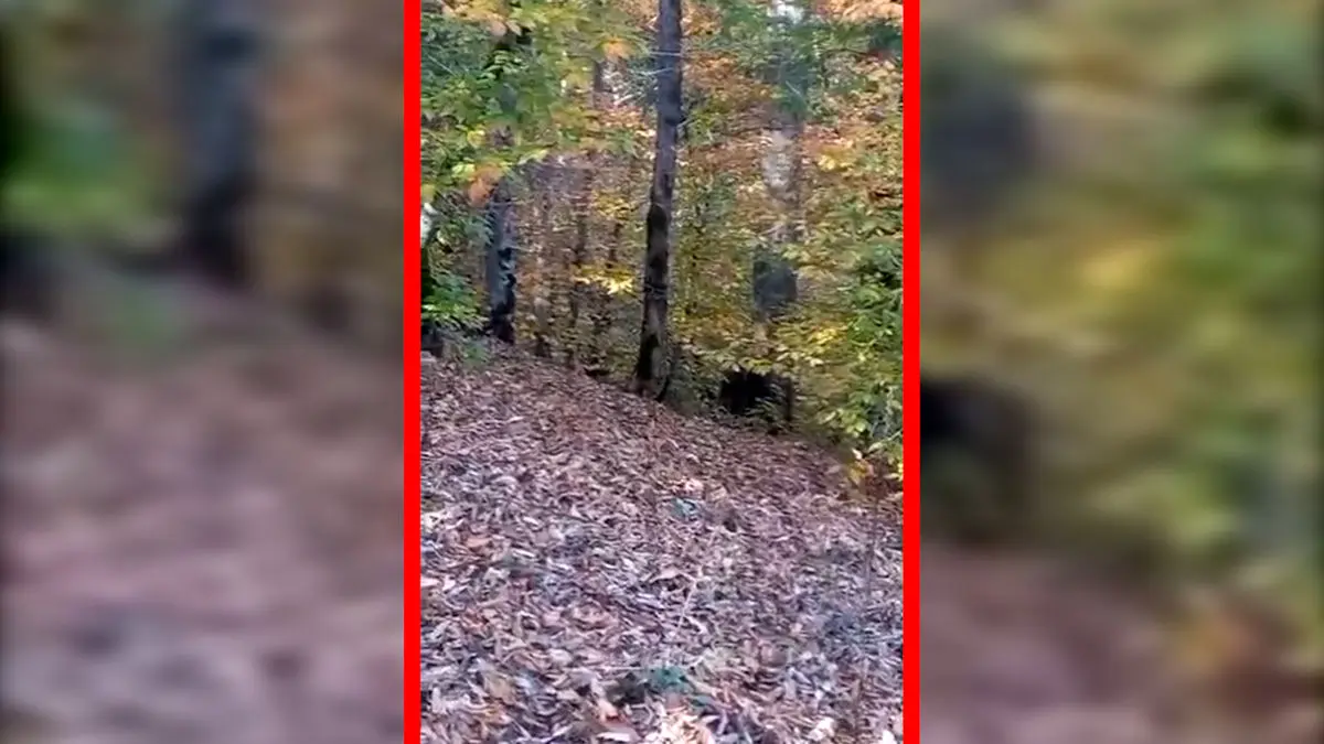 فیلم ثبت تصویری خرس در طبیعت مازندران