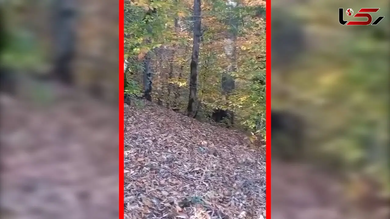 فیلم ثبت تصویری خرس در طبیعت مازندران