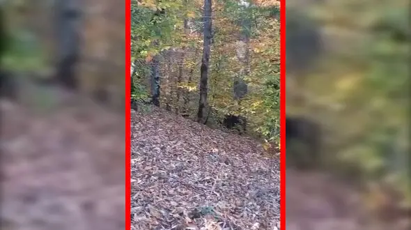 فیلم ثبت تصویری خرس در طبیعت مازندران
