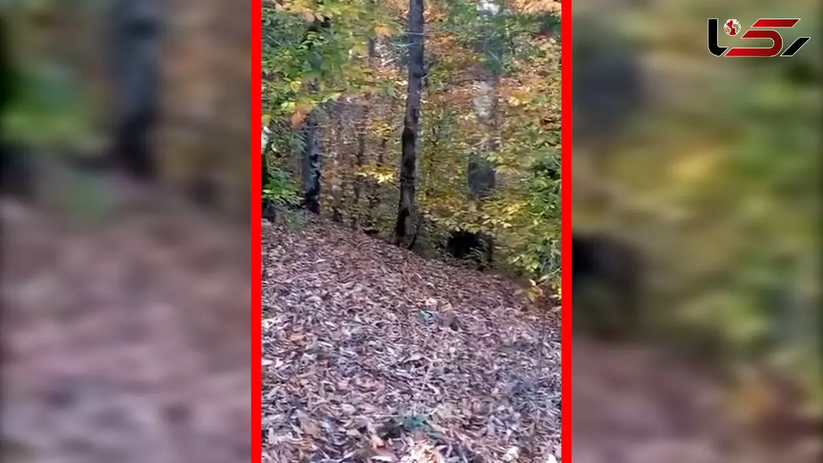 فیلم ثبت تصویری خرس در طبیعت مازندران