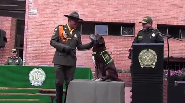 جشن بازنشستگی یک سگ بمب یاب برگزار شد +تصاویر 