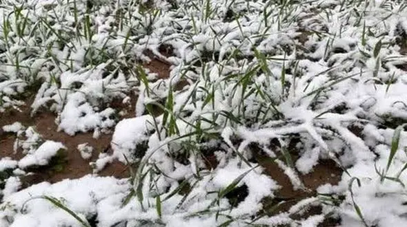 استمهال 3ساله وام کشاورزان قزوین/ دولت 200 میلیارد به بانکهای عامل کمک کرد