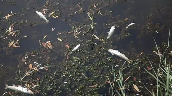 سرنوشت مبهم رودخانه "تیره"  /  باز هم بوی مازوت می آید!