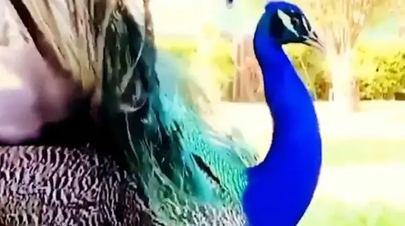 لحظه آواز خوانی و گشودن پرهای طاووس + فیلم