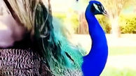 لحظه آواز خوانی و گشودن پرهای طاووس + فیلم