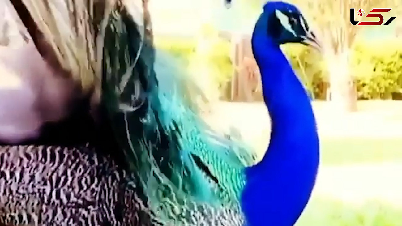 لحظه آواز خوانی و گشودن پرهای طاووس + فیلم