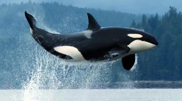 عجیب اما واقعی/این نهنگ با زبان انسان سلام و خداحافظ می گوید!