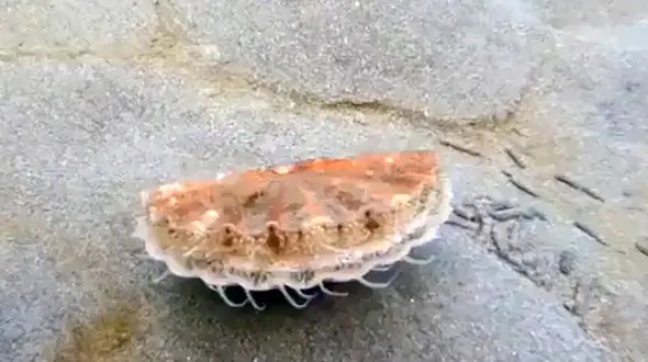 صدف در حال شنا کردن + فیلم