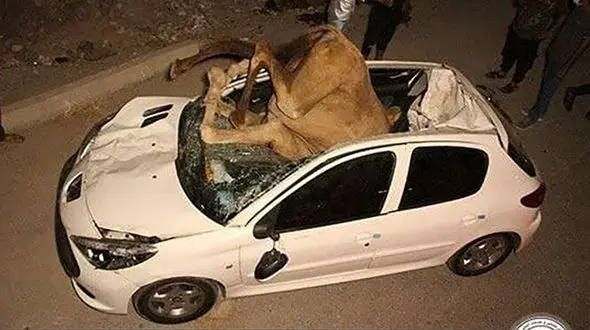 فیلم عجیب تصادف پژو 207 با گله شترها در جاده میناب- بندرعباس / 2 نفر شتر کشته شدند !