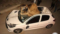 فیلم عجیب تصادف پژو 207 با گله شترها در جاده میناب- بندرعباس / 2 نفر شتر کشته شدند !