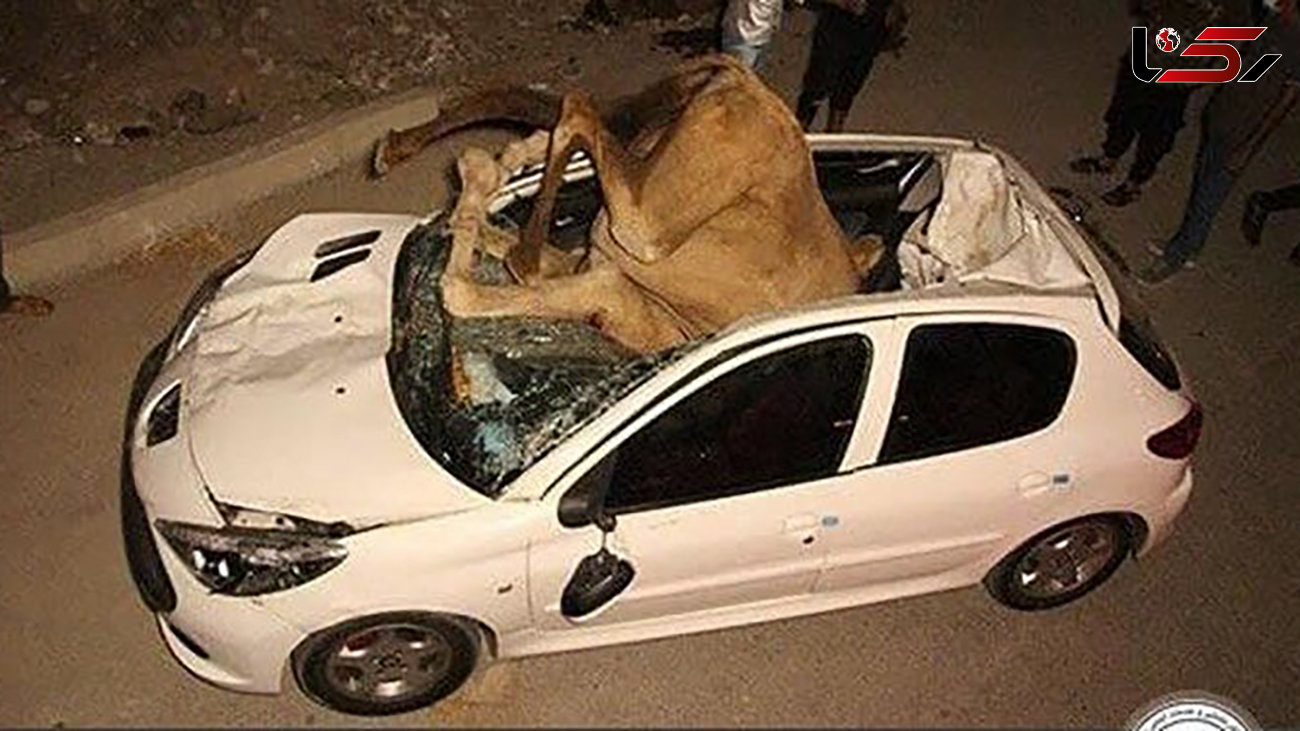 فیلم عجیب تصادف پژو 207 با گله شترها در جاده میناب- بندرعباس / 2 نفر شتر کشته شدند !