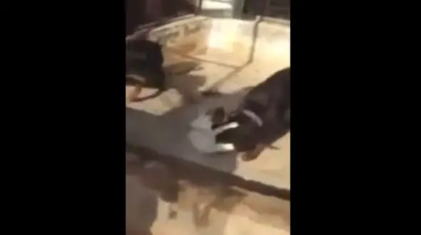 تفریح چندش آور یک اماراتی +فیلم