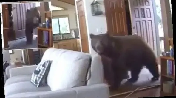 لحظه ورود بامزه خرس غول پیکر به داخل خانه لاکچری! + فیلم / امریکا