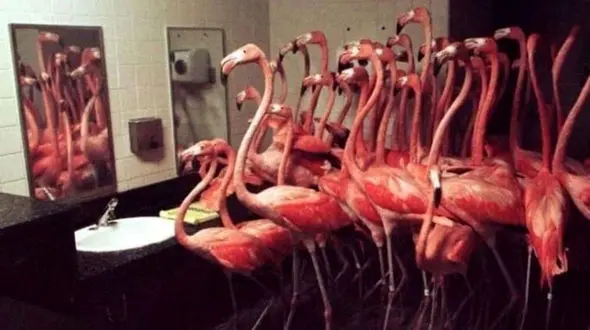 حبس کردن 30 فلامینگو در دستشویی + عکس