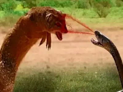 مستند حیات وحش؛ کبرا بخاطر پاشیدن زهر روی مانگوس مجازات می شود