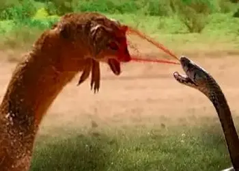 مستند حیات وحش؛ کبرا بخاطر پاشیدن زهر روی مانگوس مجازات می شود