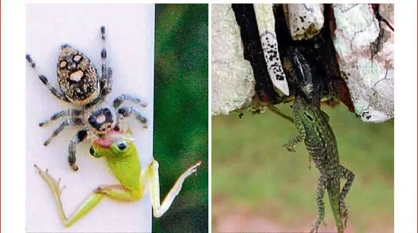 جانوری که دو برابر وزن خودش را می بلعد +عکس
