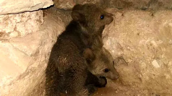 جنب و جوش 2 توله خرس پس از رها سازی در طبیعت خوزستان + فیلم