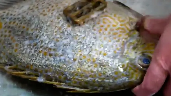 فیلم غذای دریایی خیابانی ژاپن