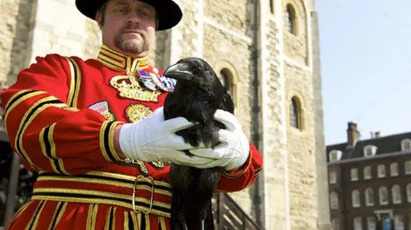 عجیب اما واقعی / کلاغ ها در این برج پادو دارند! + عکس