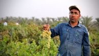 جشنواره شکرانه برداشت انگور در غزاویه خوزستان برپا شد