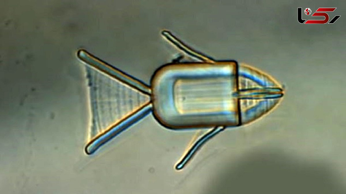 استفاده از ربات ماهی برای رساندن دارو به تومورها