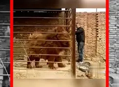 فیلم ماستیف تبتی نر با وزن بیش از ۲۰۰ پوند