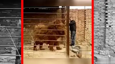 فیلم ماستیف تبتی نر با وزن بیش از ۲۰۰ پوند