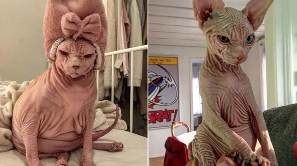 این گربه شیطانی در شبکه های اجتماعی پرهیاهو شد + عکس
