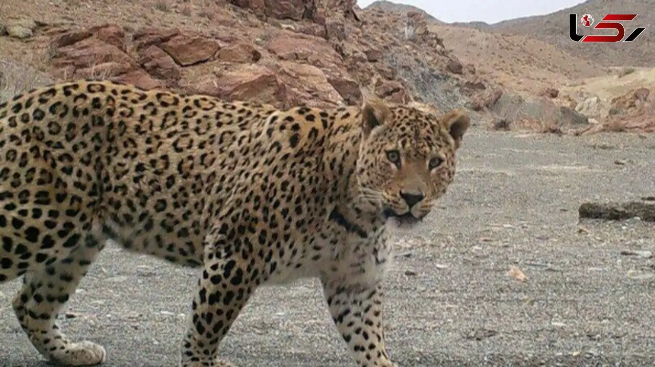 حمله مرگبار پلنگ به جوانی در تربت حیدریه