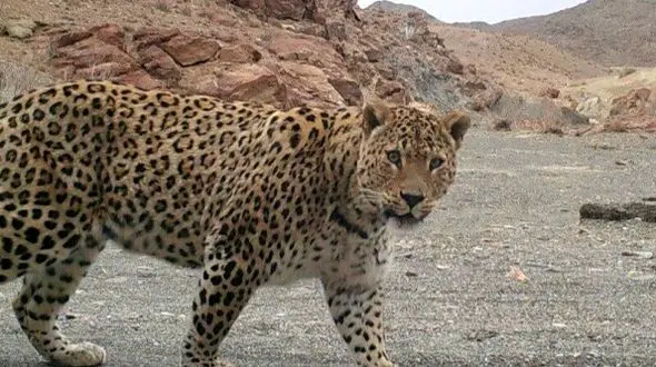 حمله مرگبار پلنگ به جوانی در تربت حیدریه