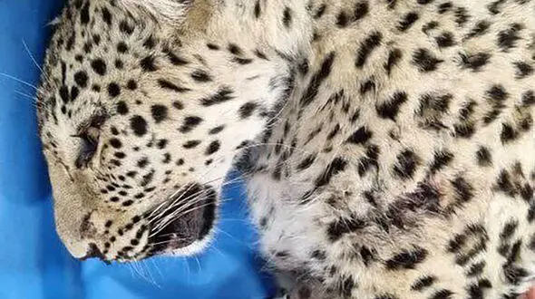 مرگ پلنگ زخمی البرز / در اثر برخورد تیغ جوجه تیغی و حمله سگ های گله تلف شد