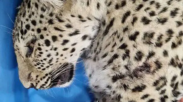 مرگ پلنگ زخمی البرز / در اثر برخورد تیغ جوجه تیغی و حمله سگ های گله تلف شد