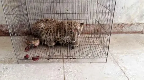 توله پلنگ ایرانی یک ماهه در خانه مرد رامهرمزی چه می کرد؟+عکس