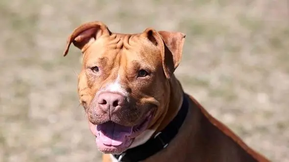 فیلم حمله سگ پیت بول به یک زن / صاحبش به عمد باعث حمله شد