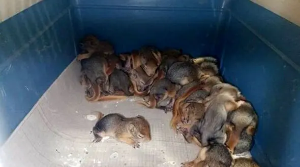 کشف ۲۱۰ توله سنجاب ایرانی از قاچاقچیان 