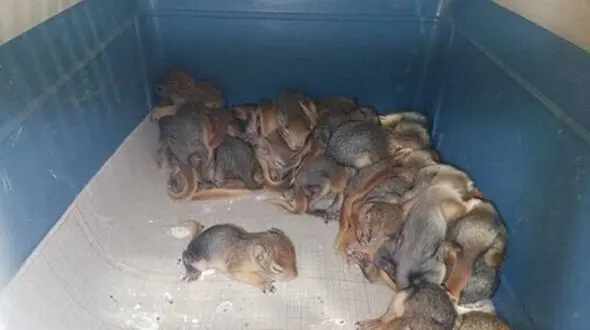 کشف ۲۱۰ توله سنجاب ایرانی از قاچاقچیان 