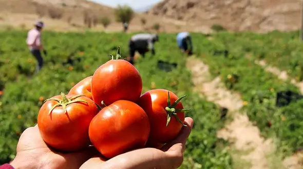 آبیاری مزارع کشاورزی با آب های آلوده به میکروب ! + فیلم