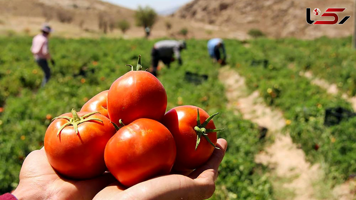 آبیاری مزارع کشاورزی با آب های آلوده به میکروب ! + فیلم