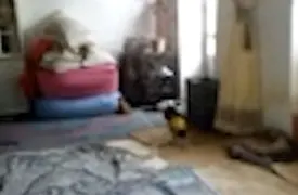 ماجرای جنجالی «آدم کوتوله‌های ۵ سانتی‌متری» در ایران؛ واقعیت یا شایعه؟ / فیلم