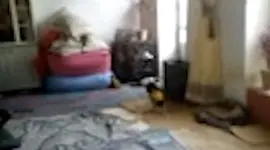 فیلم از آدم کوتوله واقعی در مسجد سلیمان ! / هم لباس به تن دارد هم مثل آدما راه می رود حتی فرار می کند