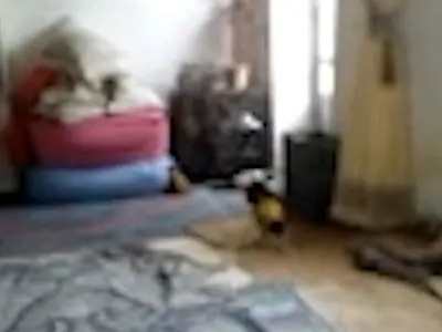 فیلم از آدم کوتوله واقعی در مسجد سلیمان ! / هم لباس به تن دارد هم مثل آدما راه می رود حتی فرار می کند