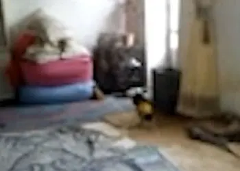 ماجرای جنجالی «آدم کوتوله‌های ۵ سانتی‌متری» در ایران؛ واقعیت یا شایعه؟ / فیلم