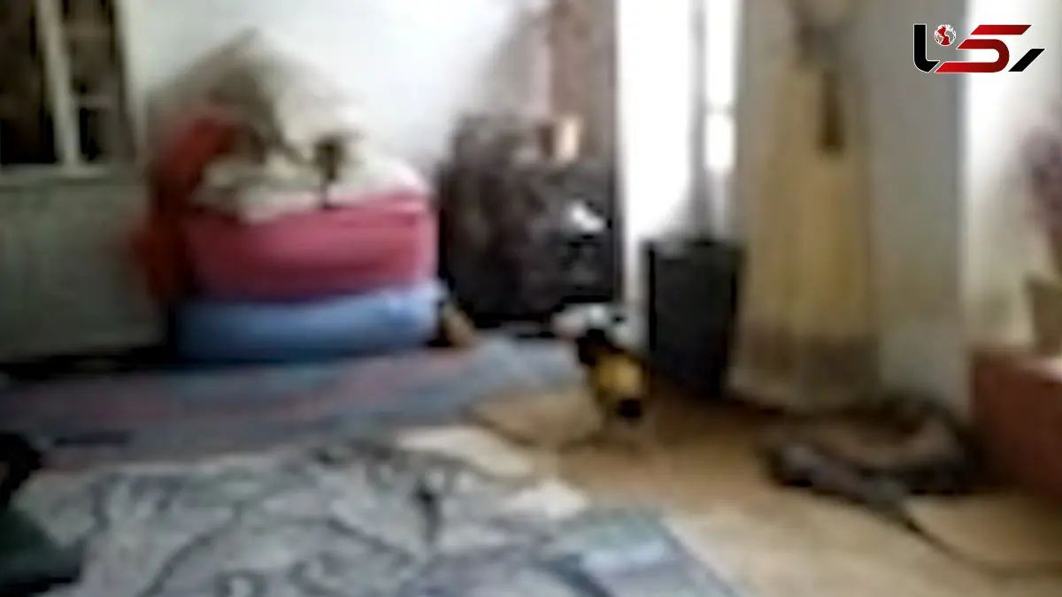 فیلم از آدم کوتوله واقعی در مسجد سلیمان ! / هم لباس به تن دارد هم مثل آدما راه می رود حتی فرار می کند