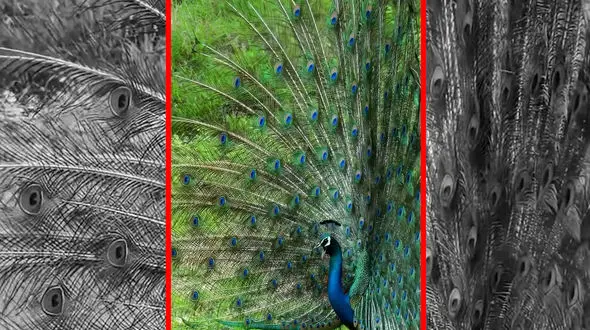 فیلم رقص و پرواز طاووس زیبا