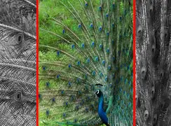 فیلم رقص و پرواز طاووس زیبا